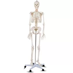 Anatómiai csontváz modell állvánnyal
