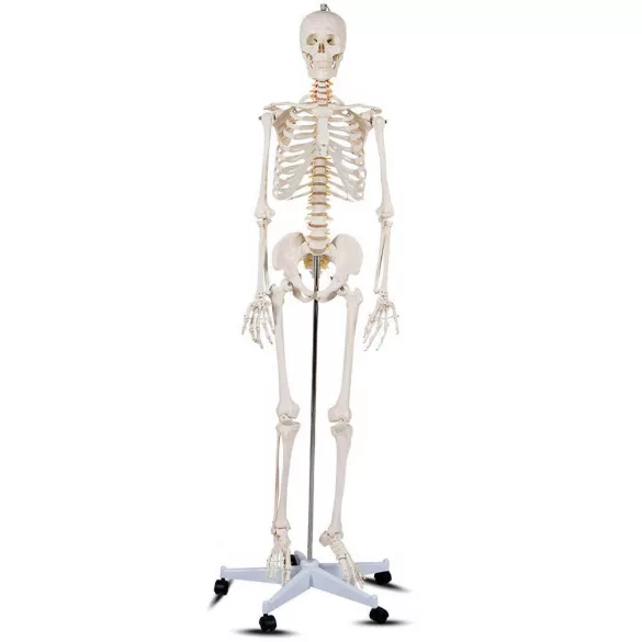 Anatómiai csontváz modell állvánnyal