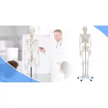 Anatómiai csontváz modell állvánnyal